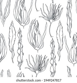 Hand drawn edible  algae. Laminaria set  on white background.  Vector  seamless pattern. 