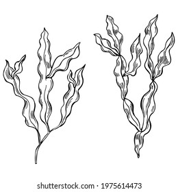 Hand drawn edible  algae. Phyllophora nervosa (phyllophora seaweed, sea kale).  Red algae.  Vector sketch  illustration.