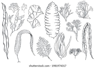 Hand drawn edible  algae set.  Vector sketch  illustration.