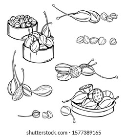 Hand Drawn Edible Fruits And Buds Of Capers.  Vector Sketch Illustration.