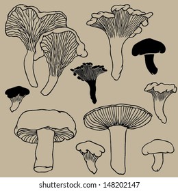 Hand drawn edible mushrooms collection.