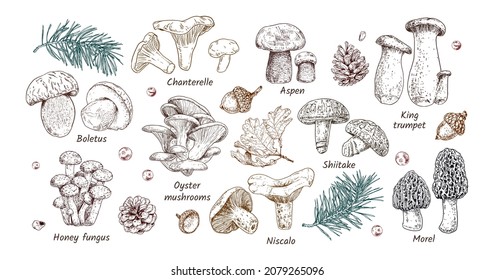 Hand drawn edible mushrooms collection. Autumn design. Vector illustration. Boletus, Chanterelle, Aspen, Honey fungus, Morel, Oyster mushrooms, King trumpet, Shiitake, Niscalo.