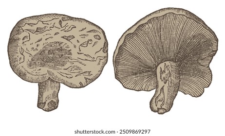 Hand drawn edible mushrooms collection. Contour black line mushroom. Vintage engraving monochrome illustration.