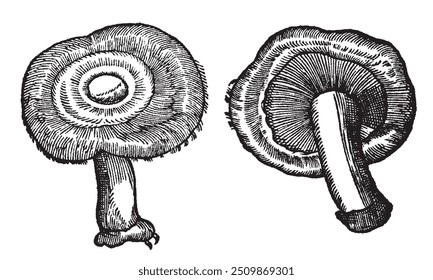 Coleção de cogumelos comestíveis desenhados à mão. Cogumelo de linha preta de contorno. Ilustração monocromática de gravura vintage.