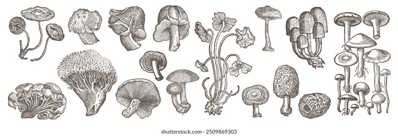 Coleção de cogumelos comestíveis desenhados à mão. Cogumelo de linha preta de contorno. Ilustração monocromática de gravura vintage.