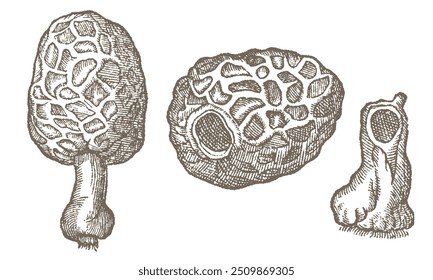 Coleção de cogumelos comestíveis desenhados à mão. Cogumelo de linha preta de contorno. Ilustração monocromática de gravura vintage.