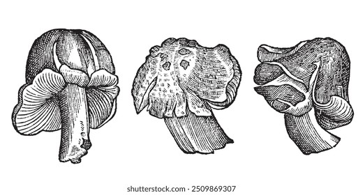 Colección de setas comestibles dibujadas a mano. Seta de línea negra de contorno. Antiguas grabado monocromo ilustración.