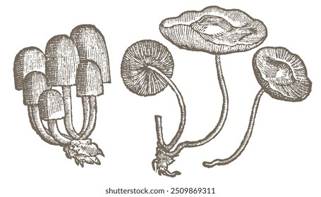 Coleção de cogumelos comestíveis desenhados à mão. Cogumelo de linha preta de contorno. Ilustração monocromática de gravura vintage.