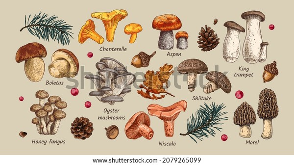 Hand\
drawn edible mushrooms collection. Autumn design. Vector\
illustration. Boletus, Chanterelle, Aspen, Honey fungus, Morel,\
Oyster mushrooms, King trumpet, Shiitake,\
Niscalo.