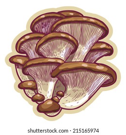 Hand drawn edible oyster mushrooms (Pleurotus ostreatus) cartoon vector.