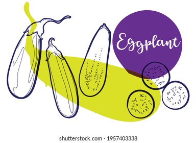 Hand drawn eggplant line art can be used to decorate brochures, banners, menus, restaurants and markets.