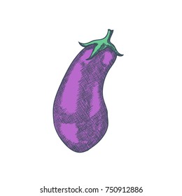 Hand Drawn Eggplant Sketch Vintage Engrave Style. Vector illustration