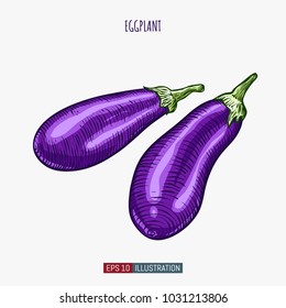 Hand drawn eggplant. Template for your design works. Engraved style vector illustration.