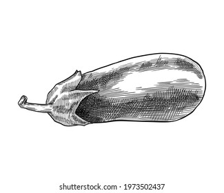 Hand drawn eggplant. Vector illustration isolated on white background.