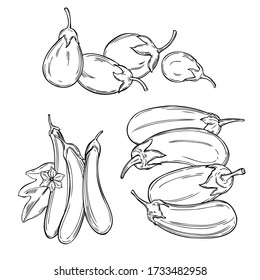 Hand drawn eggplant. Vector sketch  illustration.