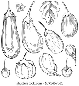 Hand drawn eggplants. Vector sketch illustration