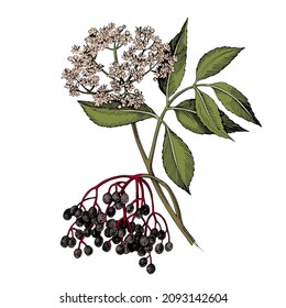 Jerez dibujado a mano con bayas y flores