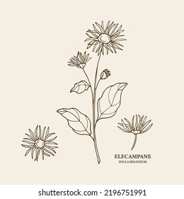 Hand drawn elecampane flower illustration