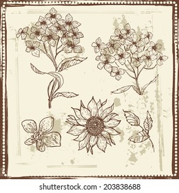 Hand drawn elegance sketch of  garden flowers. Vintage botanical elements. All objects are conveniently grouped on different layers and are easily editable