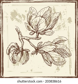 Hand drawn elegance sketch of  magnolia flowers. Vintage botanical elements. All objects are conveniently grouped on different layers and are easily editable