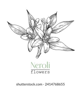 Neroli dibujado a mano Elegante Citrus flores. Ilustración botánica vectorial para el diseño de la combinación del logotipo. Planta cosmética, perfumería y medicinal