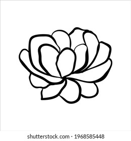 Hand drawn elegant flower. Sketch vector illustration. Doodle botanic contour drawing isolated on white background.