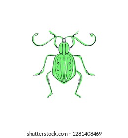 Hand drawn elegant grunge beetle sketch art EPS