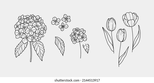 Hand drawn elegant tulips and hydrangea flowers. Set of aesthetic floral elements, perfect for logo design and branding