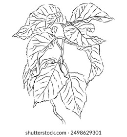 hand drawn element flowers with leaves and branches in line art style. Trendy vector floral botanical sketch illustration on white background. Floral and leaves design for vector element.