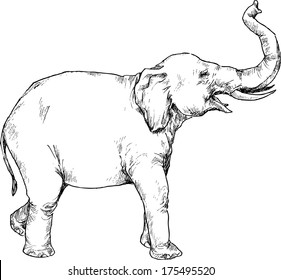 hand drawn elephant 