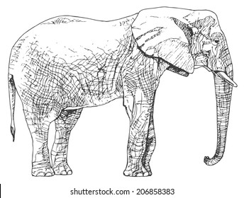 Hand drawn elephant.