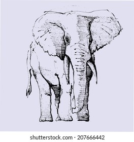 hand drawn elephant