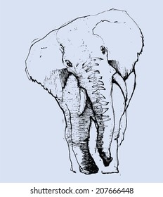 hand drawn elephant