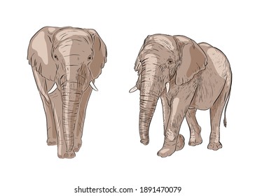 Hand drawn elephant. Colorful vector illustration. African animals background. Sketch. Isolated.