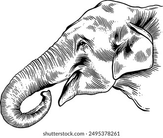 Dibujado a mano cabeza de elefante vista lateral Sketch Illustración