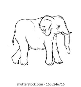 Hand Drawn Elephant Sketch Symbol. Vector Trunked Animal Element In Trendy Style