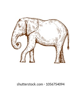 Hand drawn elephant. Sketch, vector illustration.