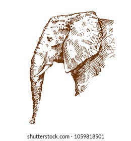 Hand drawn elephant. Sketch, vector illustration.