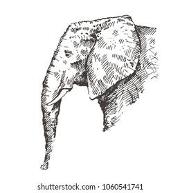 Hand drawn elephant. Sketch, vector illustration.