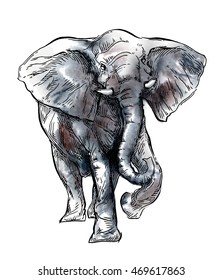 Hand drawn Elephant sketch. Vector lineart illustration on watercolor background.