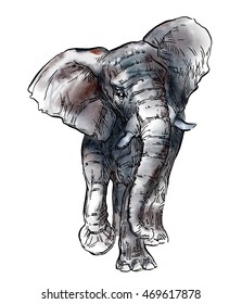 Hand drawn Elephant sketch. Vector lineart illustration on watercolor background.