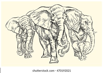 Hand drawn Elephant sketch. Vector lineart illustration.