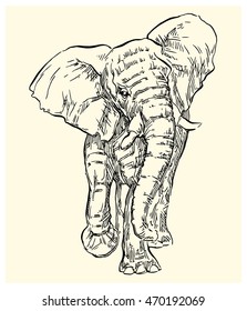 Hand drawn Elephant sketch. Vector lineart illustration.