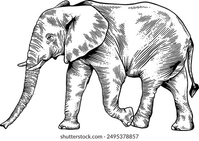 Hand drawn Elephant Standing Side View Sketch Illustration