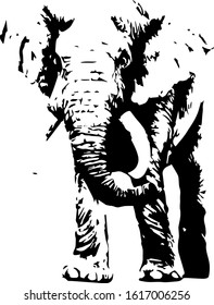 Hand drawn elephant. Vector isolated on a transparent background
