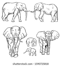 Hand drawn elephants. Vector sketch  illustration.