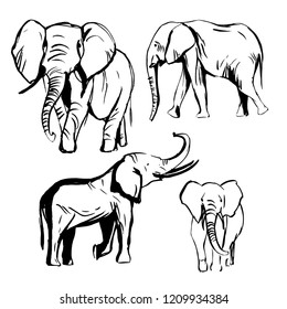 Hand drawn elephants.Vector sketch  illustration.