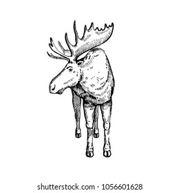 Hand drawn Elk or Moose. Sketch, vector illustration.