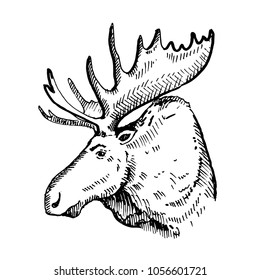 Hand drawn Elk or Moose. Sketch, vector illustration.