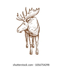 Hand drawn Elk or Moose. Sketch, vector illustration.